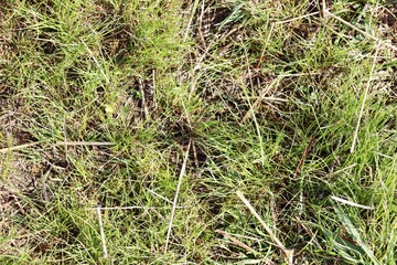 A close view of the green grass turf surface.