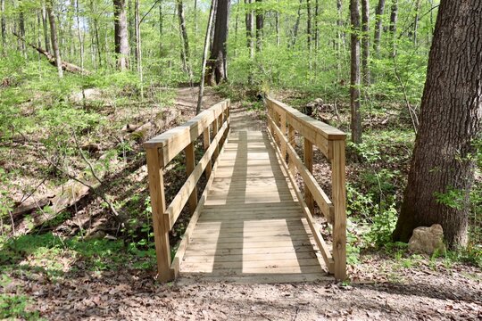 In front of the wood bridge in the forest on a sunny day.