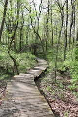 The old wood boardwalk on the trail in the forest.