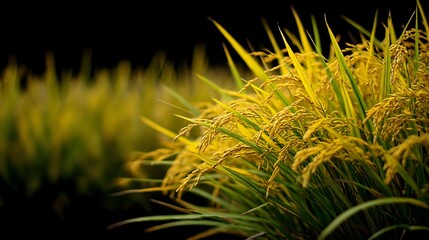 黄金色に実った稲穂のクローズアップ