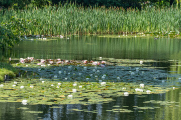 A tranquil pond full of blooming water lilies spreads beneath a belt of green reeds. The blossoms dance on the water's surface.