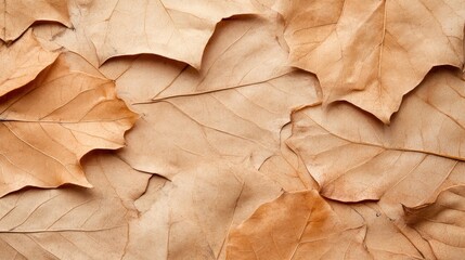 Dried leaves arranged closely together.  Gentle tones of brown