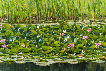 A dense stand of pink water lilies blooms in a well-kept pond garden. The reflective blossoms...