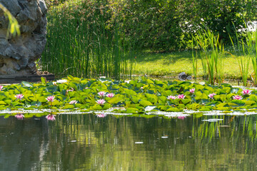 A dense carpet of pink water lilies covered a pond near a rock. Tall reeds stand in the background.
