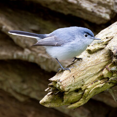 Blue-gray Gnatcatcher Polioptila caerulea perched on a stump