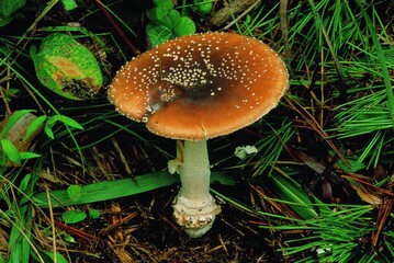 Toxic mushroom Amanita pantherina growing in Korean woodland. Known as Panther Cap, it has a brown cap with white warts and is a highly poisonous species.