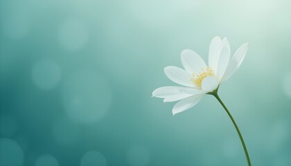 Single white flower on teal background