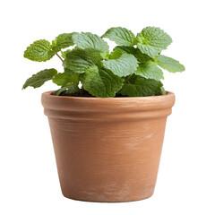 Fresh Mint Plant in Terracotta Pot Homegrown Herbs