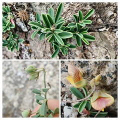 Silverpods plant, Genus Argyrolobium or the Lotus edulis