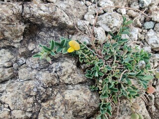 Silverpods plant, Genus Argyrolobium or the Lotus edulis