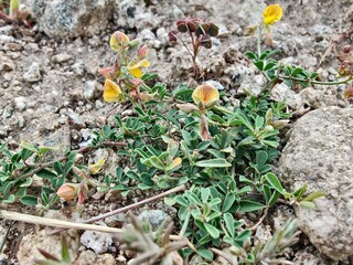 Silverpods plant, Genus Argyrolobium or the Lotus edulis