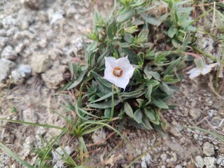 Trichodesma, camel bush or cattle bush plant and flowers 