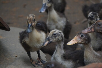 duck, a resilient waterfowl breed, thrives in wetlands, valued for egg production, meat quality, and natural pest control abilities	