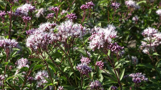 thoroughwort, Eupatorium fortunei