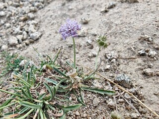 Boerhavia diffusa, spreading hogweed or Punarnava wild mountainy plant