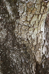 Tree Bark Texture: Close-up view of textured tree bark, showing intricate details of cracks, crevices, and patterns in shades of brown, gray, and white.