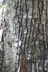 Tree Bark Texture: Close-up view of tree bark with unique texture and pattern, featuring a mix of grey, brown and white tones, ideal for background, design, or texture studies.