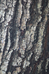 Tree Bark Texture: Close-up view of tree bark, showcasing its intricate texture, lines, and color variations.  Perfect for design projects needing a natural, organic feel.