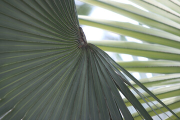 Intricate Palm Frond Detail: The close-up unveils the fan-like fronds of a palm, exhibiting a...