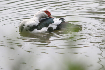 Muscovy Duck: A muscovy duck with distinctive red facial wattles, pristine feathers, and striking black and white markings floats serenely upon the tranquil surface of a calm pond.