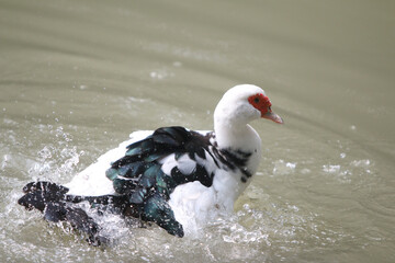 Water Duck: A stunning water duck with its distinct markings and vibrant red facial features creates a beautiful moment as it plays in the clear water, a perfect representation of nature.