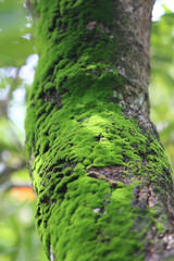 Lush Moss-Covered Tree: A close-up view of a tree trunk enveloped in a vibrant carpet of green moss, revealing the intricate textures of nature's embrace.
