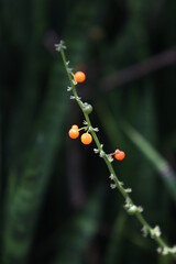 Orangey Flora: A close-up photograph of a slender plant stem, adorned with small, vibrant orange berries, stands out against a blurred, dark green background.