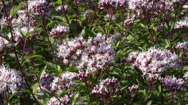 thoroughwort, Eupatorium fortunei