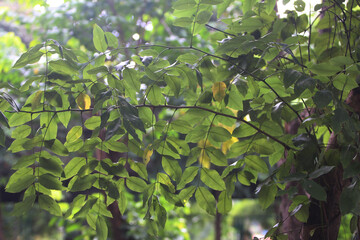 Lush Green Foliage: Sunlight filters through a vibrant canopy of green leaves, creating a tranquil and serene atmosphere.  The leaves are rich in color and texture.