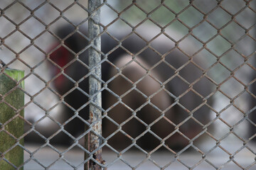 Behind the Fence: A blurry figure is seen through a chain link fence, creating a sense of mystery and intrigue. The focus is on the fence itself, with the background intentionally out of focus.