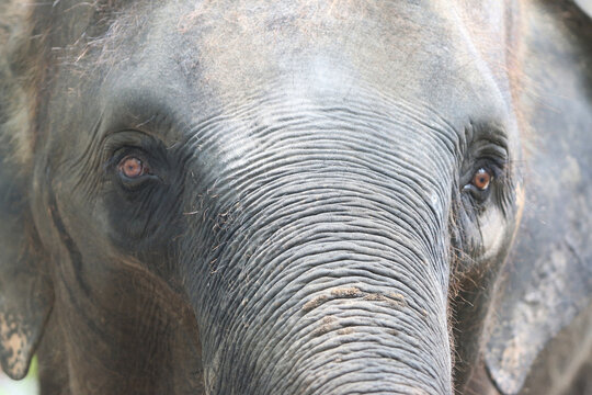 Majestic Elephant Portrait: A close-up of an elephant's serene gaze, its textured skin and expressive eyes reveal a deep connection to nature, capturing the essence of the animal's quiet strength.