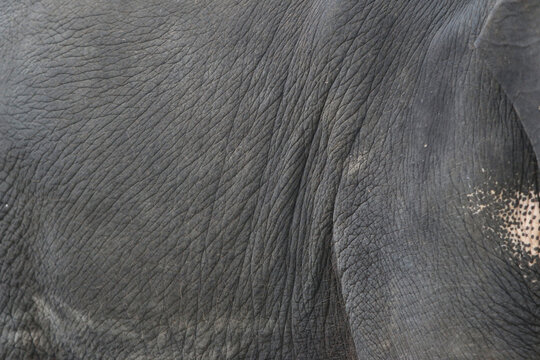 Elephant's Textured Hide: A close-up photograph showcases the intricate texture of an elephant's skin, revealing the deep wrinkles and rugged surface of the animal's hide.