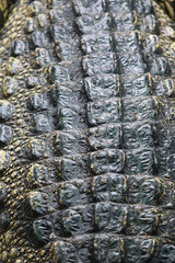 Crocodile Texture: Close-up capture of a crocodile's textured skin, revealing the intricate patterns and rugged surface of this ancient reptile.