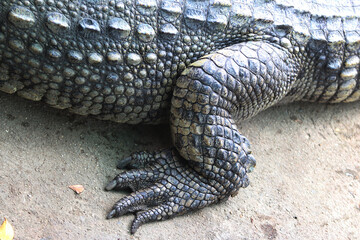 Crocodile Leg Texture: Close-up view of a crocodile's powerful leg, showcasing the intricate texture and pattern of its scales.  The dark, leathery skin displays a unique and captivating design. 