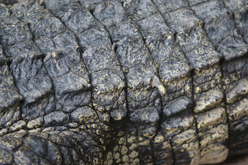 Crocodile Skin Texture: A close-up shot reveals the rugged texture of crocodile skin, highlighting its intricate patterns and tough, leathery surface.