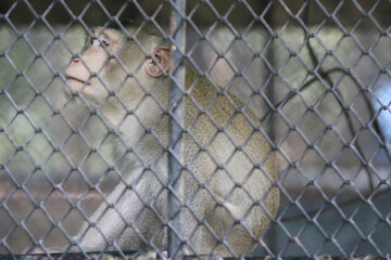 Confined Thought: A monkey in a cage, appearing to be deep in thought, captured in a poignant photograph.