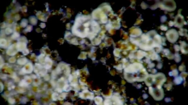 A close-up view of microscopic organic textures in vibrant colors.