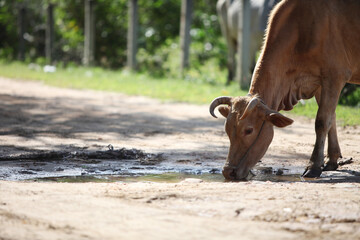 Rural Cow on the Road: A close-up view of a cow, head bent, drinking from a puddle on a dusty road. This image captures a moment of rural life.