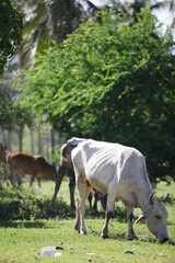 Serene Cattle Grazing in a Lush Green Pasture: Cattle quietly graze in a sun-drenched meadow under the gentle shade of towering trees.