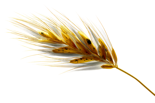 Detailed view of a golden wheat spike on transparent background