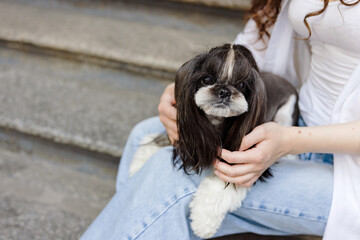 Person in Blue Jeans Holding Small Black and White Shih Tzu dog