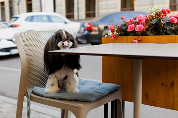 Small Shih Tzu dog sitting on chair at outdoor cafe table