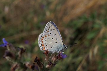 Lycaenidae icarus butterfly posed flower close up detail profile