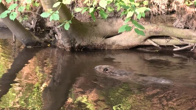 Biber, Castor schwimmt abends neugierig im naturbelassenen Bach am Tag
