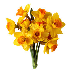 Fototapeta premium Yellow Daffodil Bouquet Spring Flowers Nature