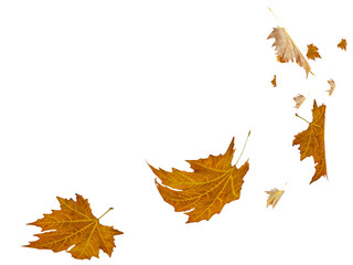leaves leaf autumn falling - 3d rendering