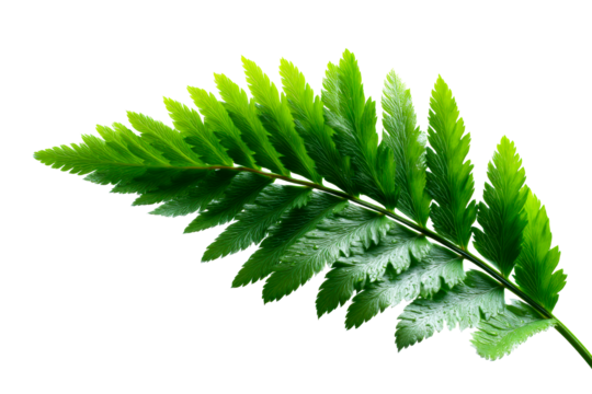 Vibrant green fern leaf with a transparent background