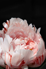 Coral peony in the sun in a black background