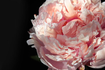 Coral peony in the sun in a black background