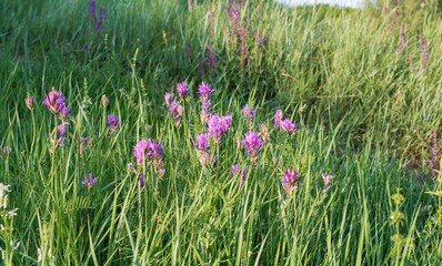 Blooming purple wild flowers in a summer meadow under soft sun rays at sunset. Natural nature background for design